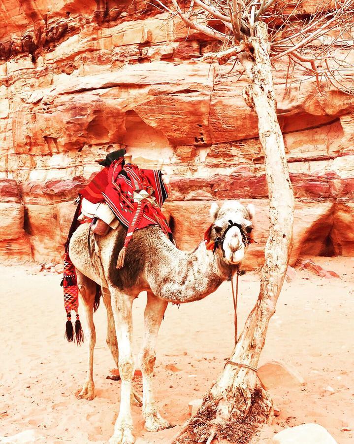 Wadi Rum Light Camp Екстер'єр фото